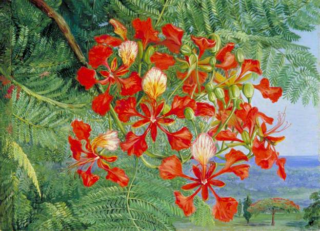 Foliage and Flowers of a Madagascar Tree - Marianne North