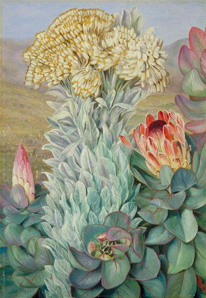Giant Everlasting and Protea on the Hills near Port Elizabeth, 1882 - Marianne North