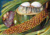 Male Inflorescence and Ripe Nuts of the Coco de Mer, Seychelles - Marianne North