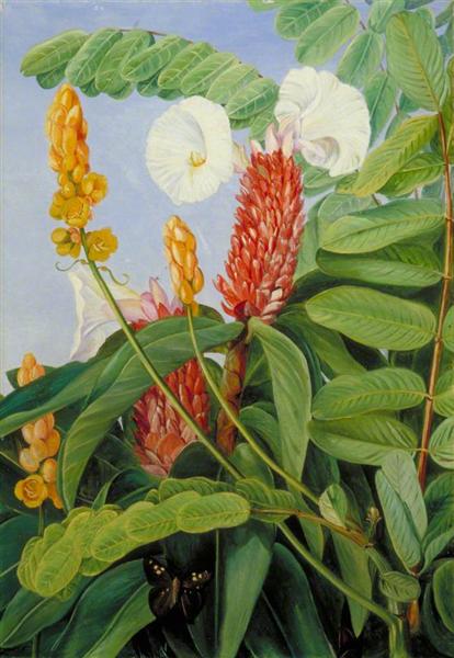Two Swamp Plants of Java in Flower, 1876 - Marianne North