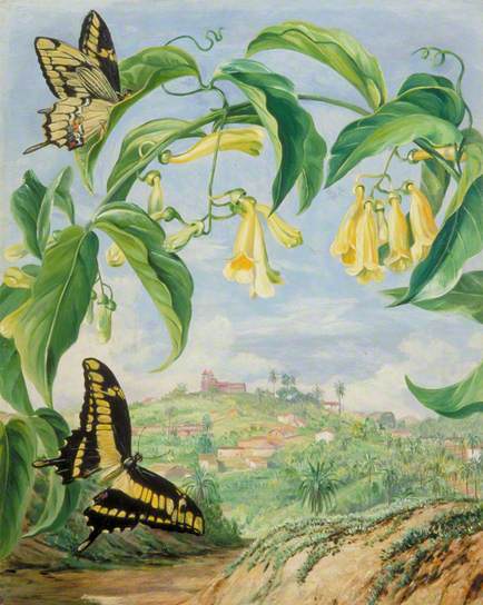Yellow Bignonia and Swallow-Tail Butterflies with a View of Congonhas, Brazil - Marianne North