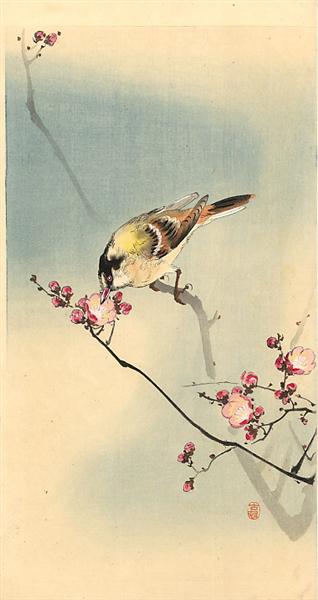 Songbird on plum blossom - 小原古邨