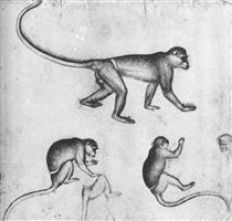 Apes - Antonio Pisanello