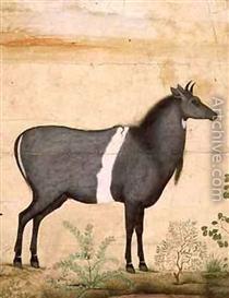 Nilgai Blue Cow - Ustad Mansur