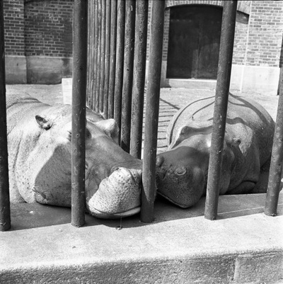 New York (Two Hippos), 1955 - Vivian Maier