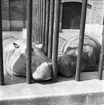 New York (Two Hippos) - Vivian Maier