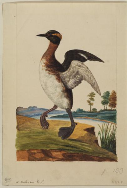 Water-bird poised by a river - William Willams